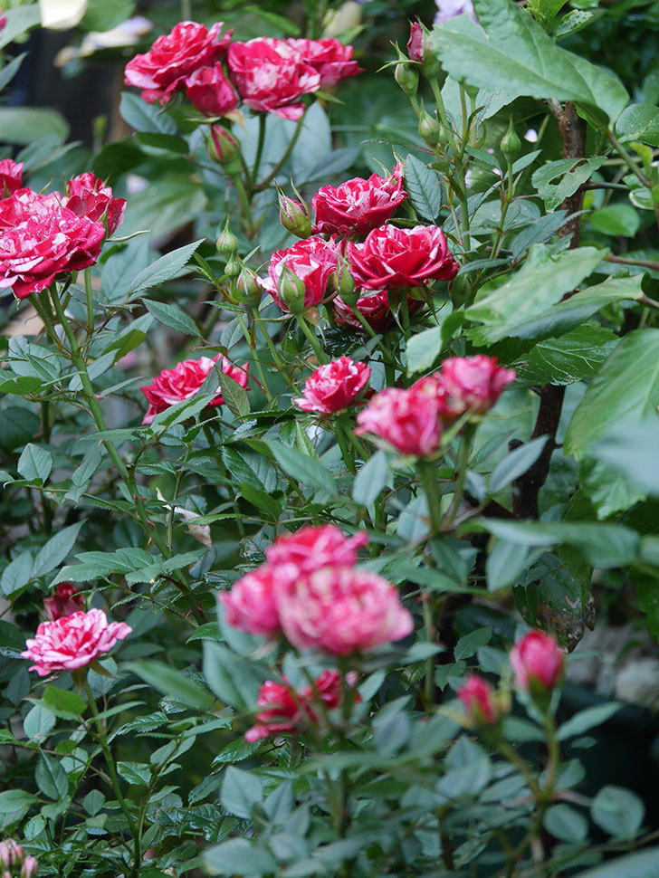ジジ(Gigi)の花が咲いた。ミニバラ。2022年-029.jpg