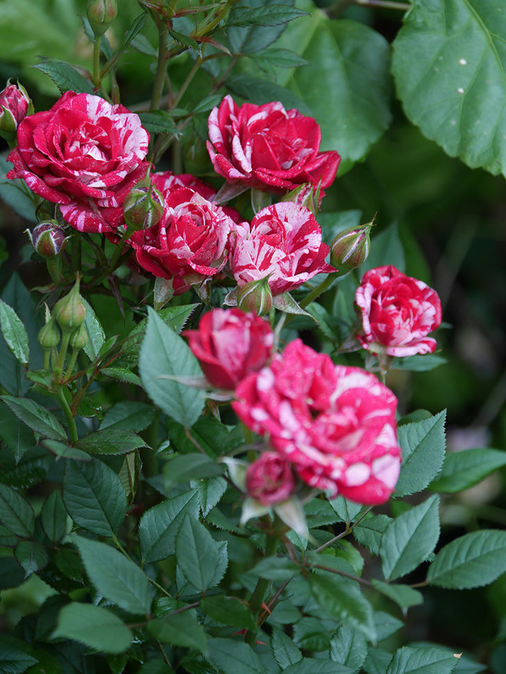 ジジ(Gigi)の花が咲いた。ミニバラ。2022年-031.jpg