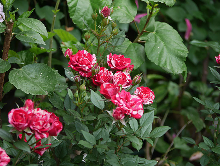 ジジ(Gigi)の花が咲いた。ミニバラ。2022年-041.jpg