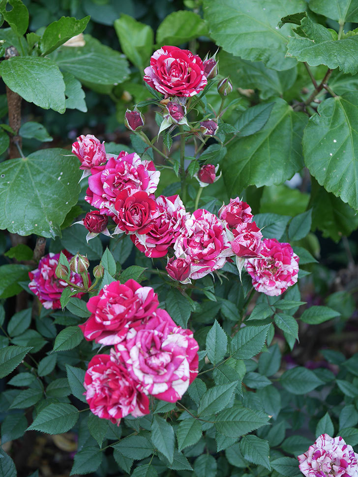 ジジ(Gigi)の花が咲いた。ミニバラ。2022年-056.jpg