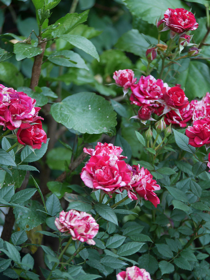 ジジ(Gigi)の花が咲いた。ミニバラ。2022年-061.jpg