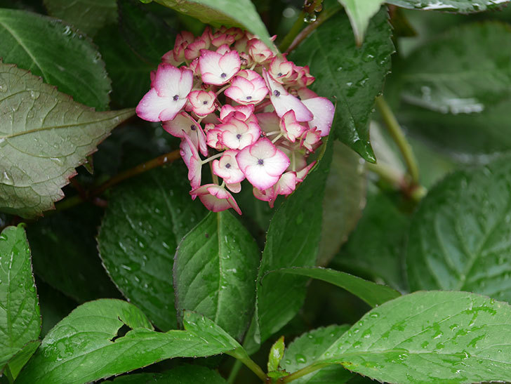 ジャパーニュミカコ（アジサイ）の花が咲いた。2019年-2.jpg