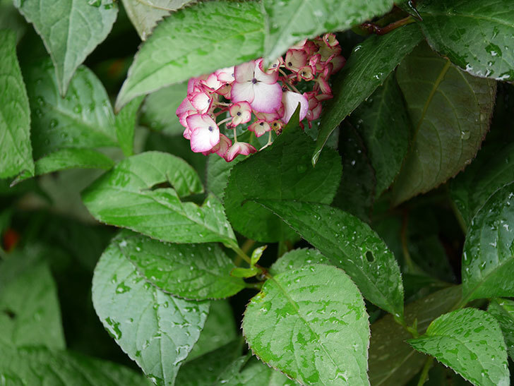 ジャパーニュミカコ（アジサイ）の花が咲いた。2019年-3.jpg