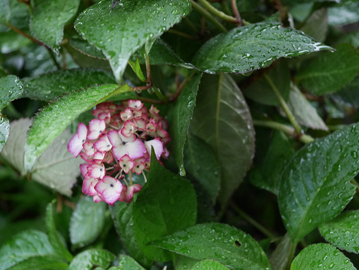 ジャパーニュミカコ（アジサイ）の花が咲いた。2019年-5.jpg