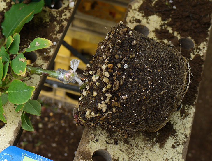 ジュリア(木立バラ)の新苗を5号ロングスリット鉢に植えた。2016年-3.jpg
