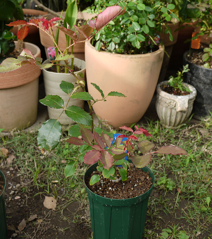 ジュリア(木立バラ)の新苗を5号ロングスリット鉢に植えた。2016年-5.jpg