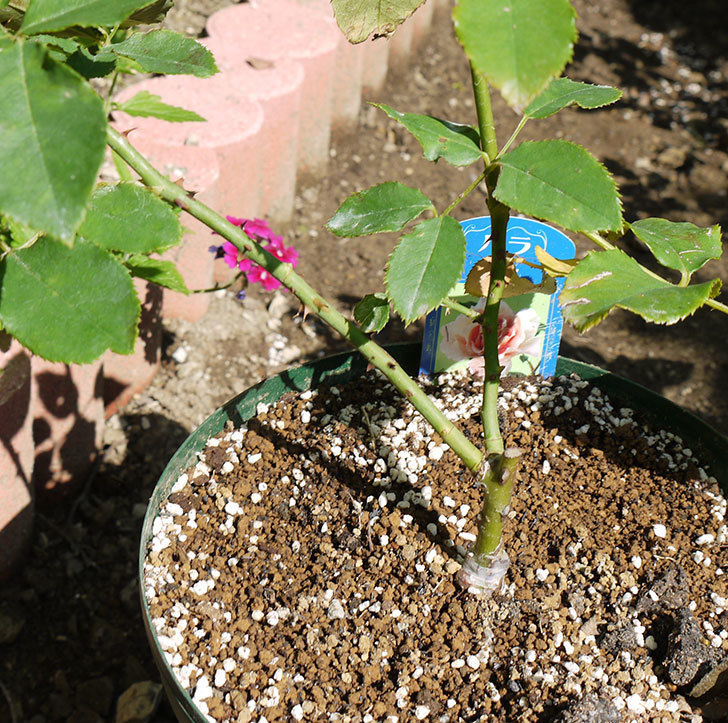 ジュリア(木立バラ)の新苗を7号ロングスリット鉢に鉢増しした。2016年-6.jpg