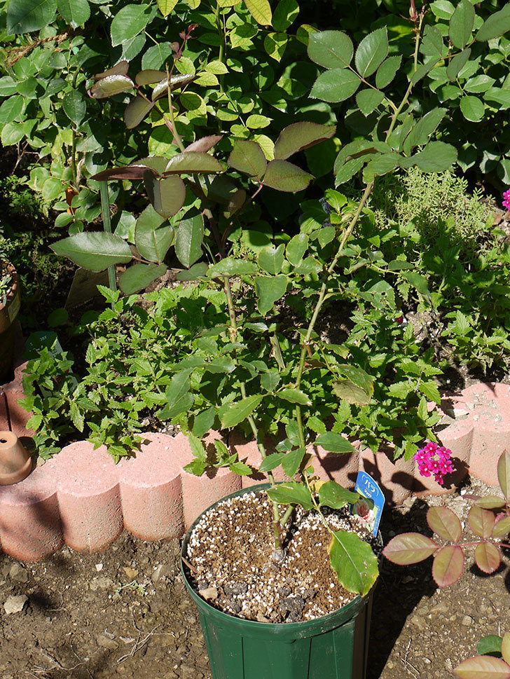 ジュリア(木立バラ)の新苗を7号ロングスリット鉢に鉢増しした。2016年-7.jpg
