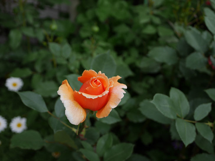 ジュリア(木立バラ)の花が少し咲いた。2019年-3.jpg