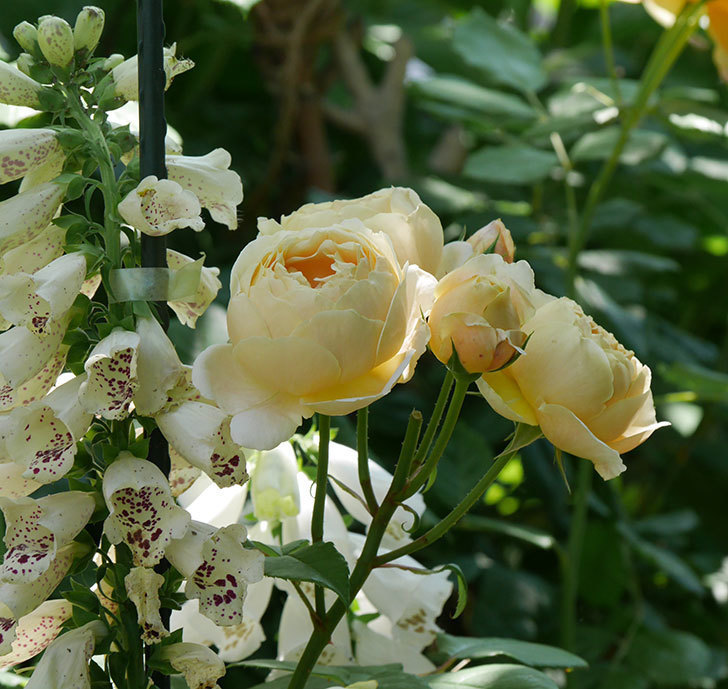 ジュード・ジ・オブスキュア(ツルバラ)の花が房で咲きだした。2019年-1.jpg