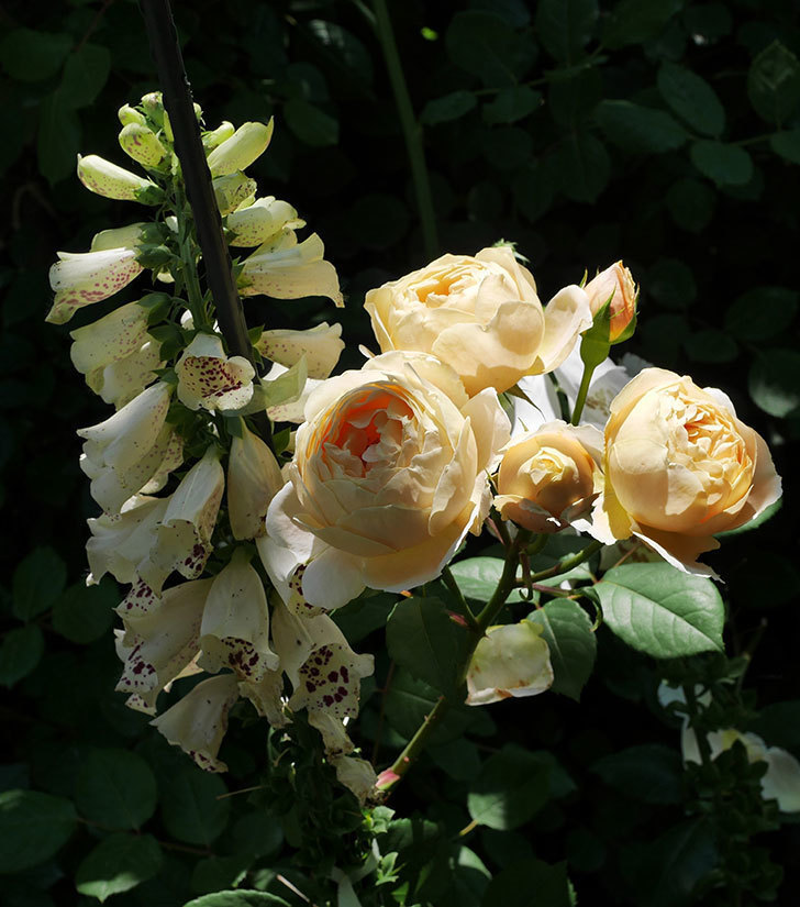 ジュード・ジ・オブスキュア(ツルバラ)の花が房で咲きだした。2019年-12.jpg