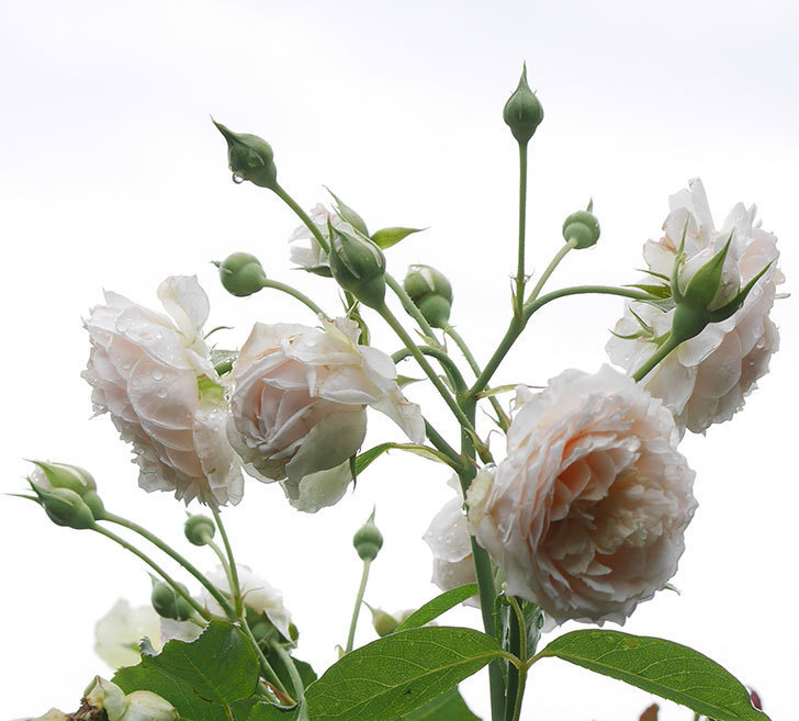 ジンジャー・シラバブ(ツルバラ)の2番花が咲いた。2019年-8.jpg
