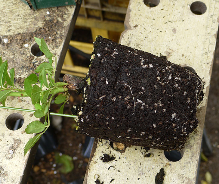 ジンジャー・シラバブ(ツルバラ)の新苗を6号ロングスリット鉢に植えた。2016年-3.jpg