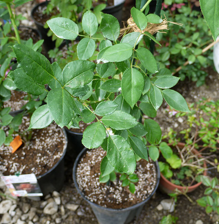 ジンジャー・シラバブ(ツルバラ)の新苗を8号のEUロングスリット鉢に鉢増しした。2016年-1.jpg