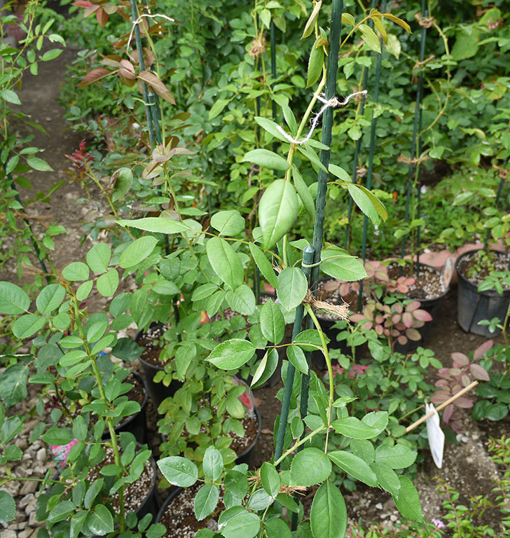 ジンジャー・シラバブ(ツルバラ)の新苗を8号のEUロングスリット鉢に鉢増しした。2016年-9.jpg