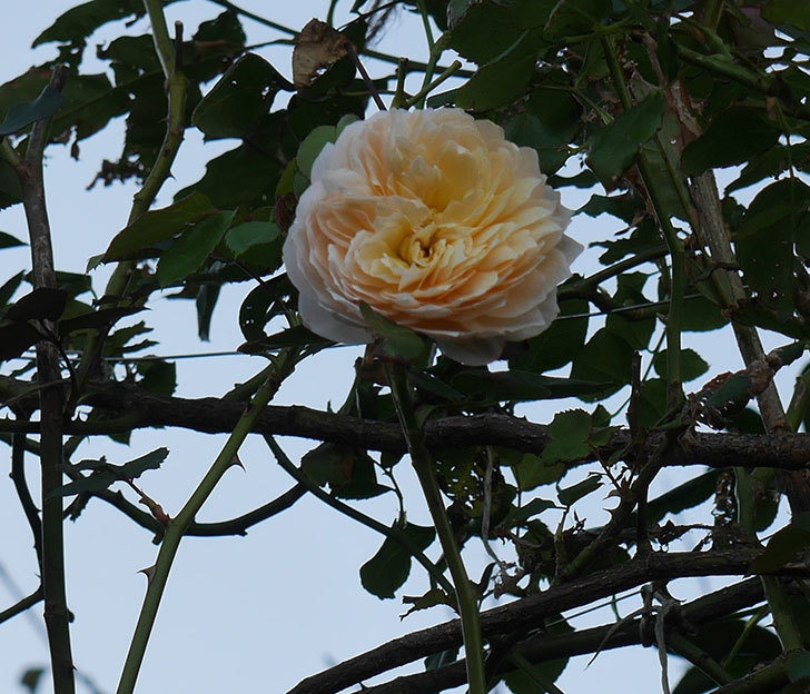 ジンジャー・シラバブ(ツルバラ)の秋花が咲いた。2019年-1.jpg