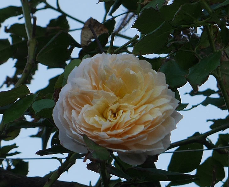 ジンジャー・シラバブ(ツルバラ)の秋花が咲いた。2019年-2.jpg
