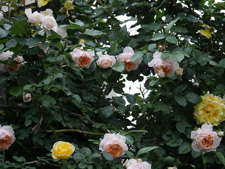 ジンジャー・シラバブ(ツルバラ)の花がたくさん咲いた。2020年-084.jpg