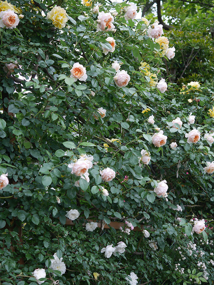 ジンジャー・シラバブ(ツルバラ)の花がたくさん咲いた。2020年-113.jpg