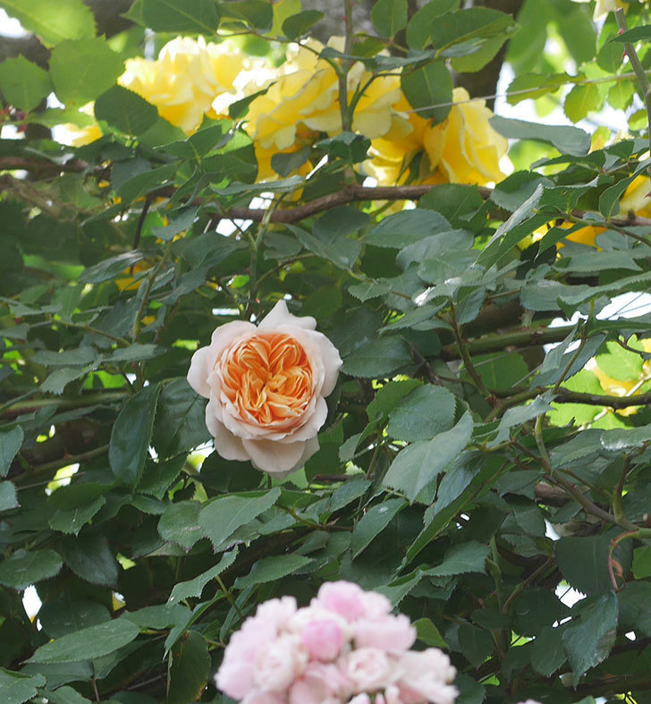 ジンジャー・シラバブ(ツルバラ)の花が咲いた。2019年-29.jpg