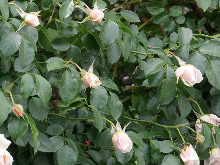ジンジャー・シラバブ(ツルバラ)の花が咲いた。2019年-4.jpg