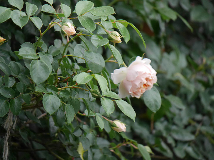 ジンジャー・シラバブ(ツルバラ)の花が咲いた。2020年-07.jpg