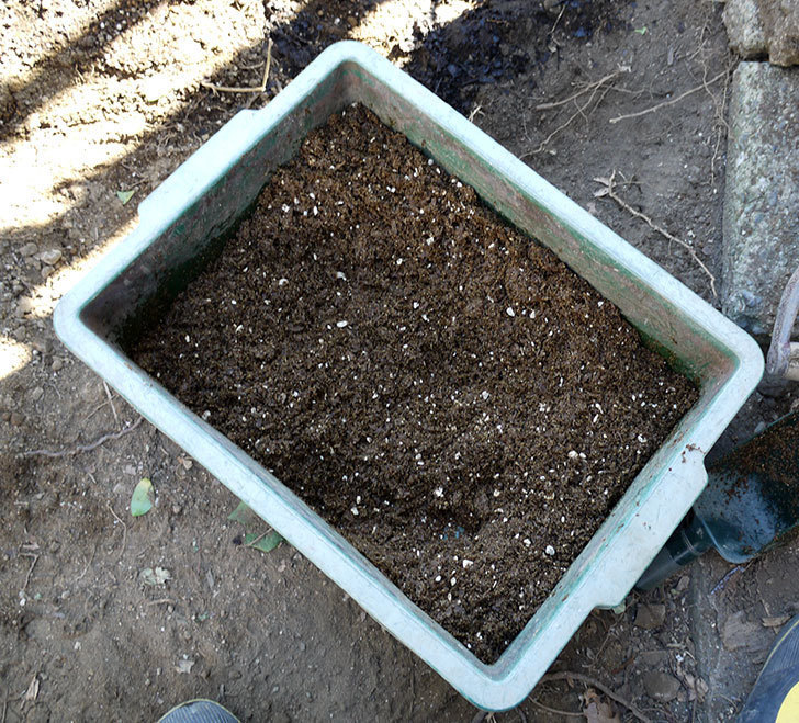 ジンジャー・シラバブ(ツルバラ)の鉢植えを地植えして誘引した。2017年-5.jpg