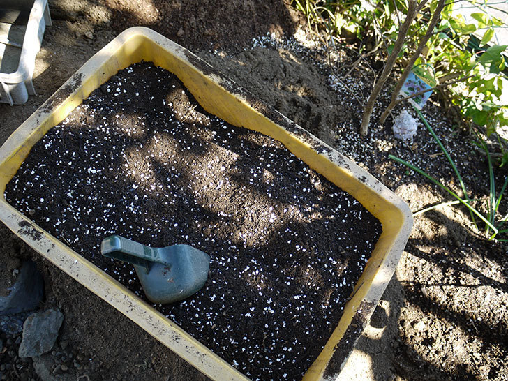 ジンジャー・シラバブ(ツルバラ)の鉢植えを地植えして誘引した。2017年-7.jpg