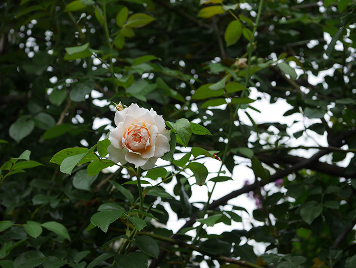 ジンジャー・シラバブ(Ginger Syllabub)の2番花が咲いた。ツルバラ。2020年-002.jpg