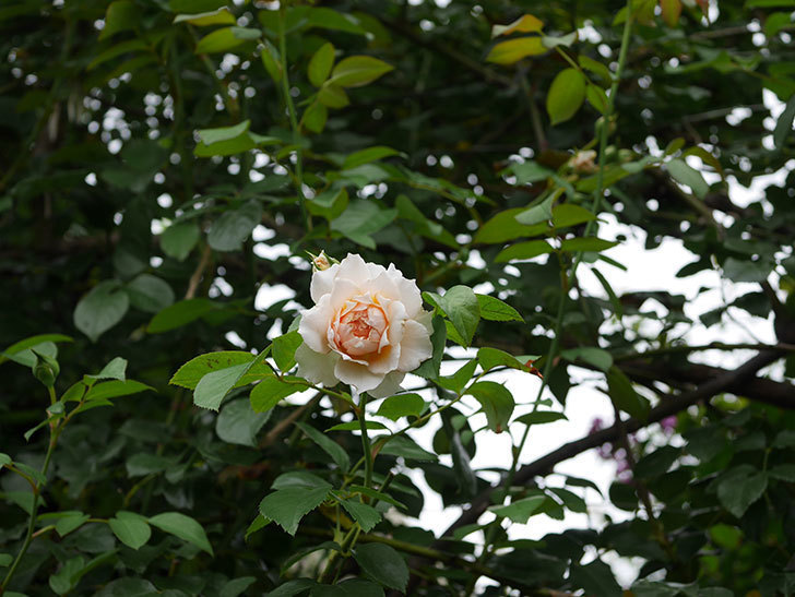 ジンジャー・シラバブ(Ginger Syllabub)の2番花が咲いた。ツルバラ。2020年-003.jpg