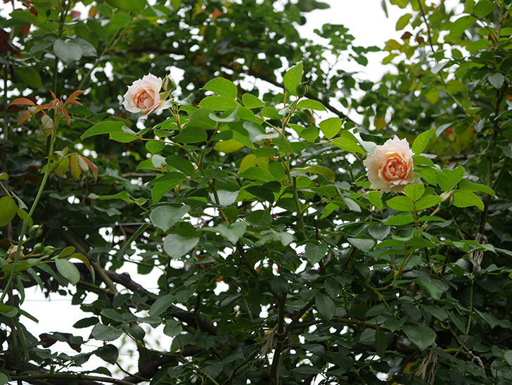 ジンジャー・シラバブ(Ginger Syllabub)の2番花が咲いた。ツルバラ。2020年-004.jpg