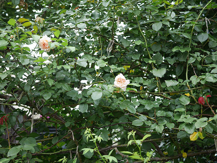ジンジャー・シラバブ(Ginger Syllabub)の2番花が咲いた。ツルバラ。2020年-006.jpg