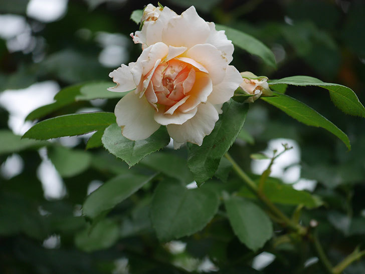ジンジャー・シラバブ(Ginger Syllabub)の2番花が咲いた。ツルバラ。2020年-012.jpg