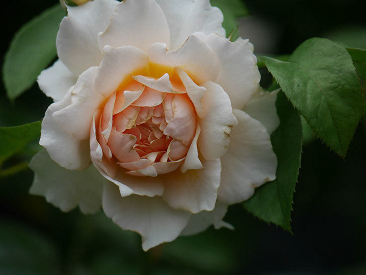 ジンジャー・シラバブ(Ginger Syllabub)の2番花が咲いた。ツルバラ。2020年-019.jpg