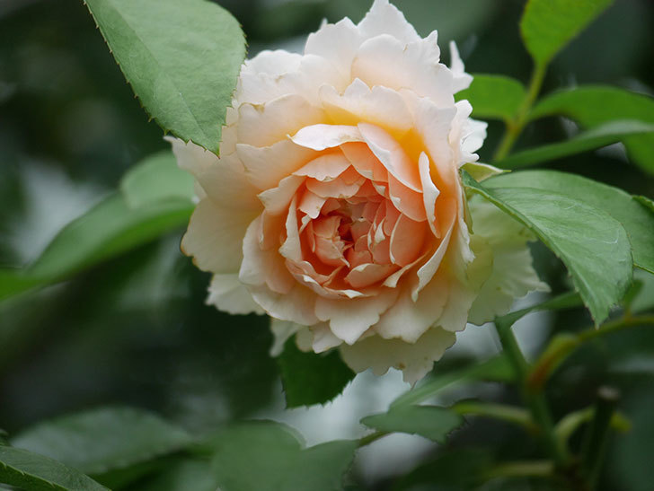 ジンジャー・シラバブ(Ginger Syllabub)の2番花が咲いた。ツルバラ。2020年-022.jpg