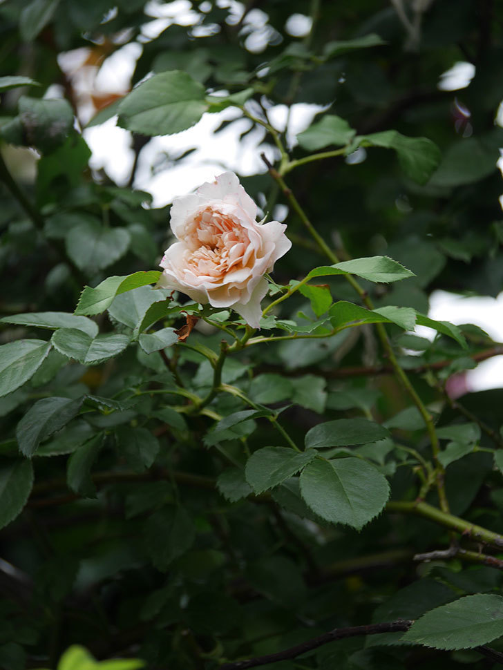 ジンジャー・シラバブ(Ginger Syllabub)の2番花が咲いた。ツルバラ。2020年-023.jpg