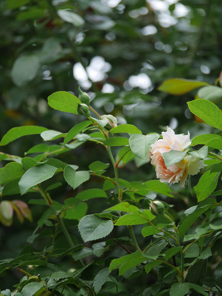 ジンジャー・シラバブ(Ginger Syllabub)の2番花が咲いた。ツルバラ。2020年-024.jpg