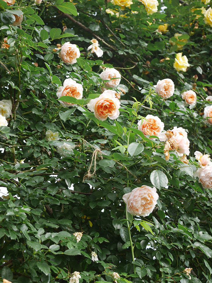 ジンジャー・シラバブ(Ginger Syllabub)の春花。ツルバラ。2022年-0088.jpg