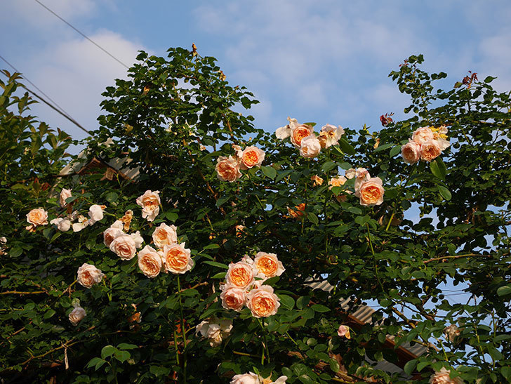 ジンジャー・シラバブ(Ginger Syllabub)の花が房で咲いた。ツルバラ。2020年-052.jpg