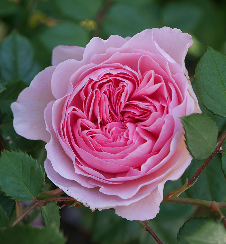 ジ・エンシェント・マリナー（半ツルバラ）の花が咲いた。2020年-2.jpg