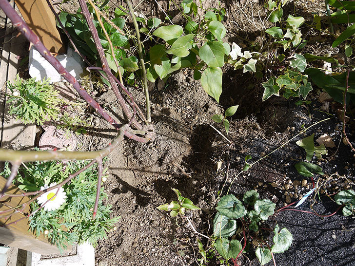 スイートドリーム(ツルバラ)に穴を掘って寒肥をやった。2017年-5.jpg