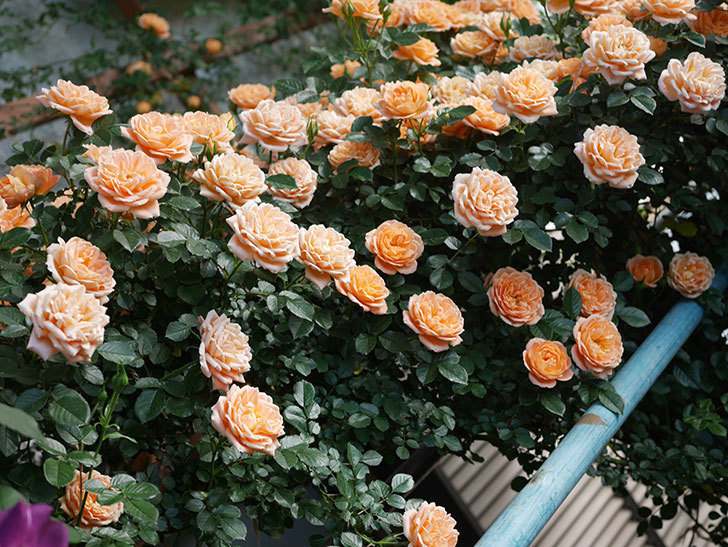 スイートドリーム ツルバラ の花が満開になった 年 バラ 02memo日記