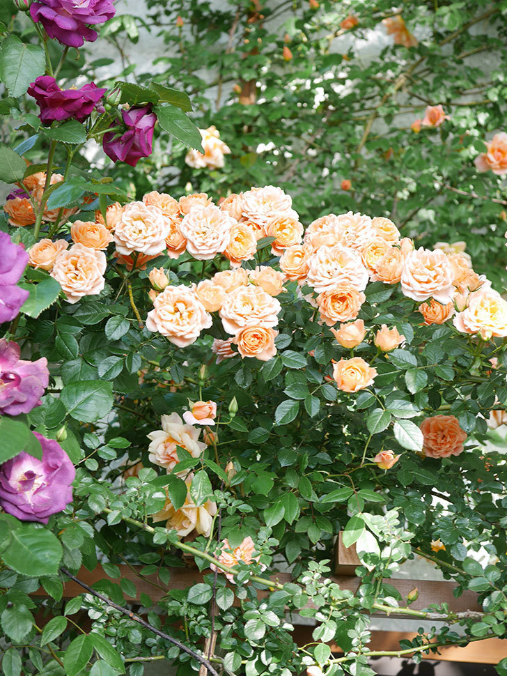 スイートドリーム(Sweet Dream)の花がたくさん咲いた。ツルバラ。2021年-081.jpg