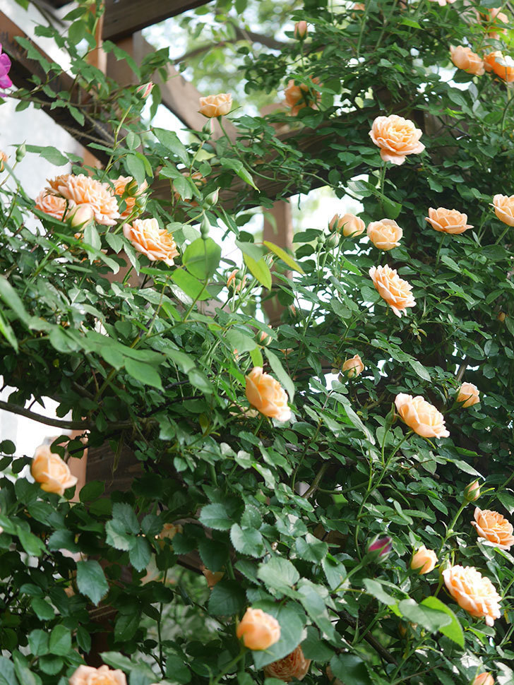 スイートドリーム(Sweet Dream)の花が咲いた。ツルバラ。2022年-002.jpg