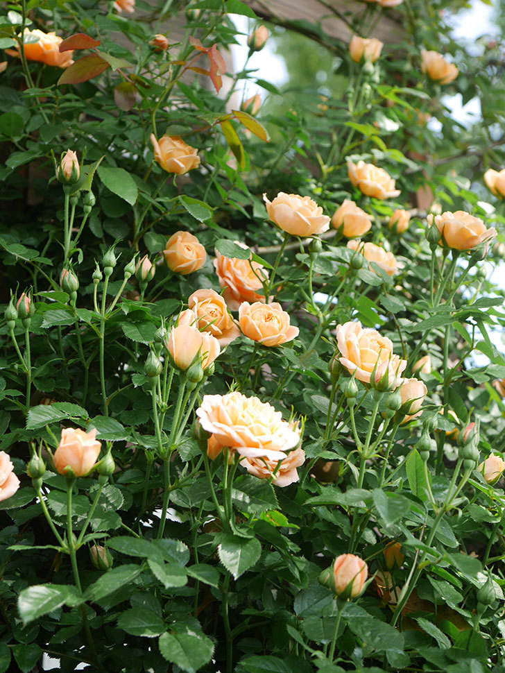 スイートドリーム(Sweet Dream)の花が咲いた。ツルバラ。2022年-003.jpg