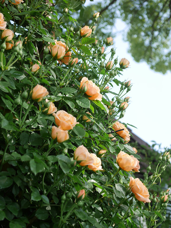 スイートドリーム(Sweet Dream)の花が咲いた。ツルバラ。2022年-008.jpg
