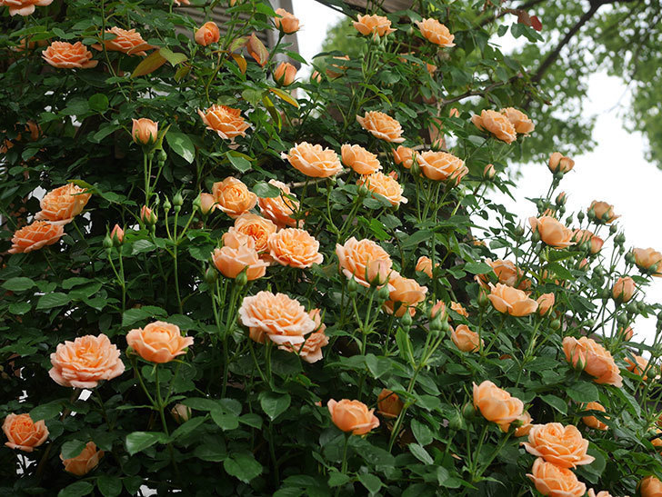 スイートドリーム(Sweet Dream)の花が咲いた。ツルバラ。2022年-011.jpg