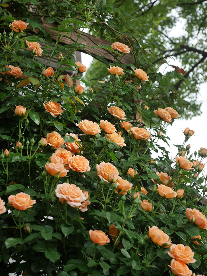 スイートドリーム(Sweet Dream)の花が咲いた。ツルバラ。2022年-012.jpg