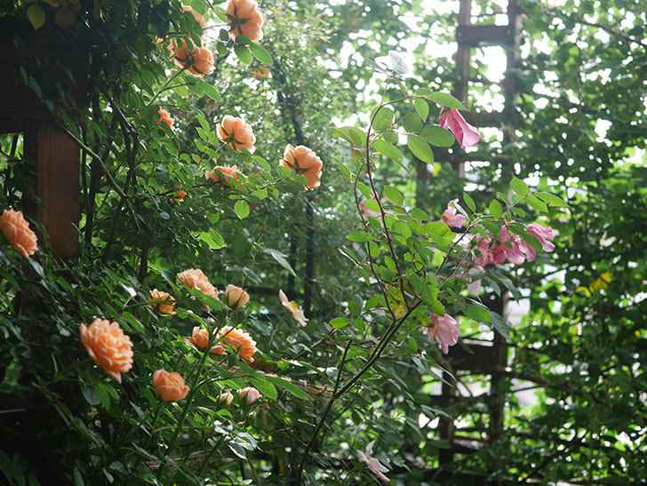 スイートドリーム(Sweet Dream)の花が咲いた。ツルバラ。2022年-025.jpg