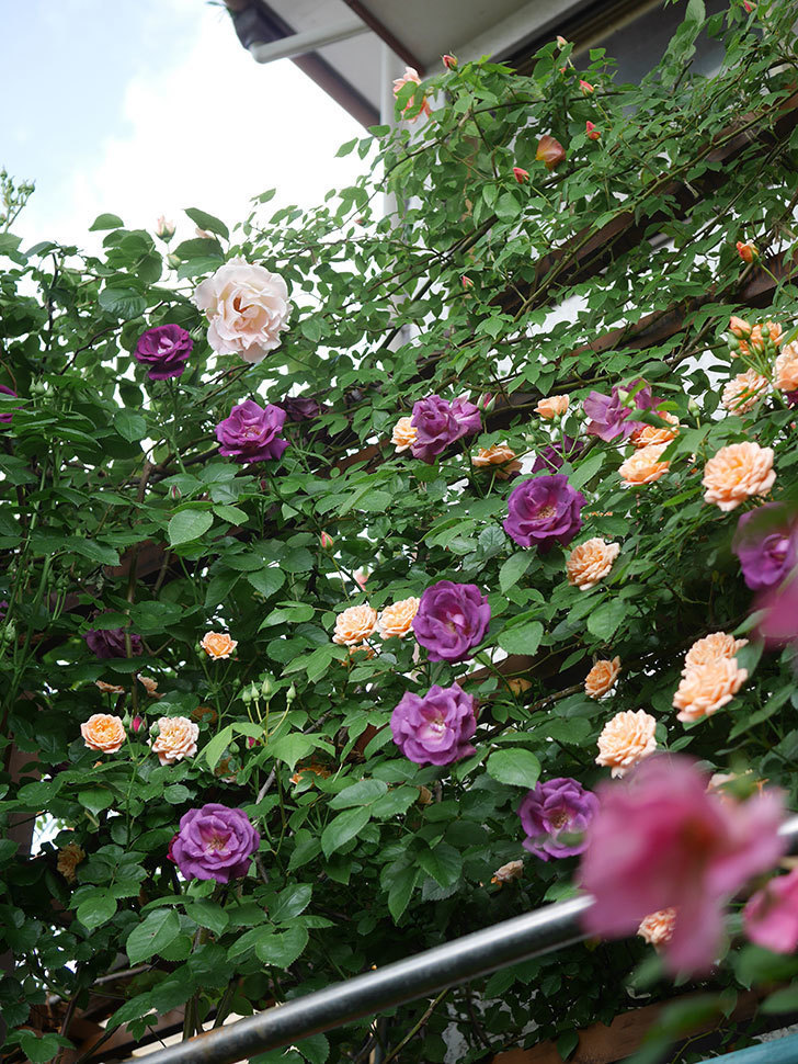 スイートドリーム(Sweet Dream)の花が咲いた。ツルバラ。2022年-029.jpg